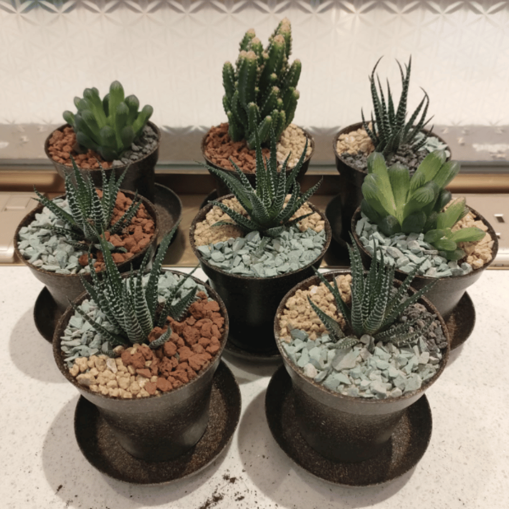 PNGift 香港禮品