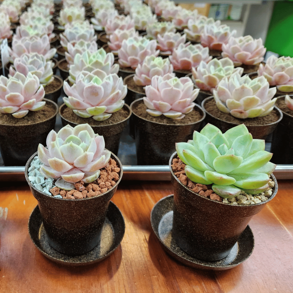 PNGift 香港禮品
